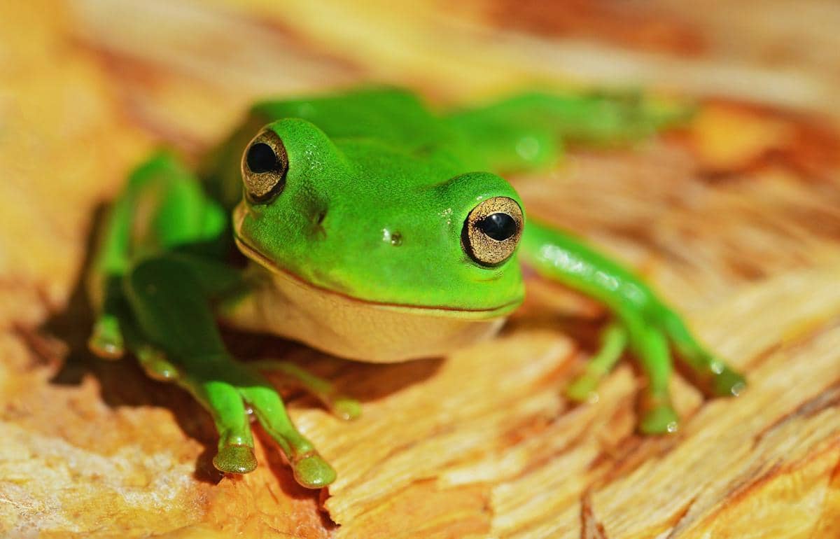 ilustrasi katak (unsplash.com/David Clode)