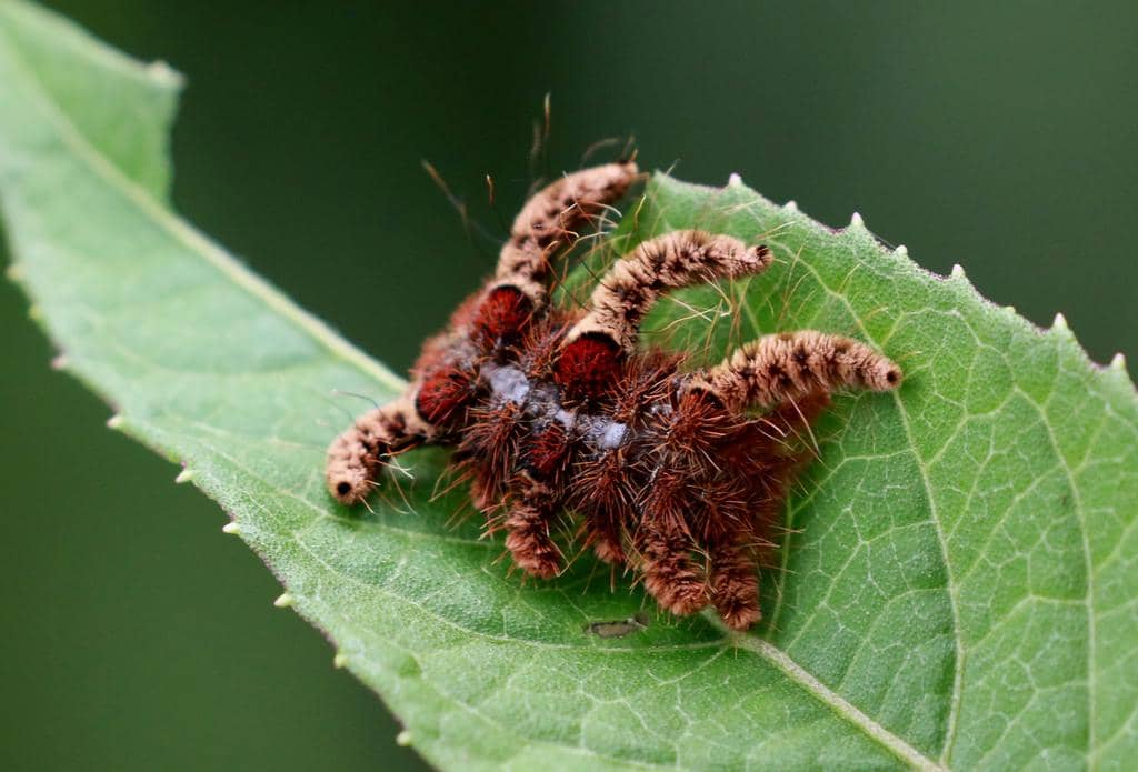 Larva Phobetron hipparchia