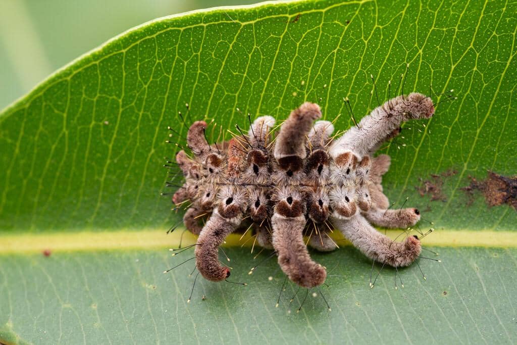 Larva Phobetron hipparchia