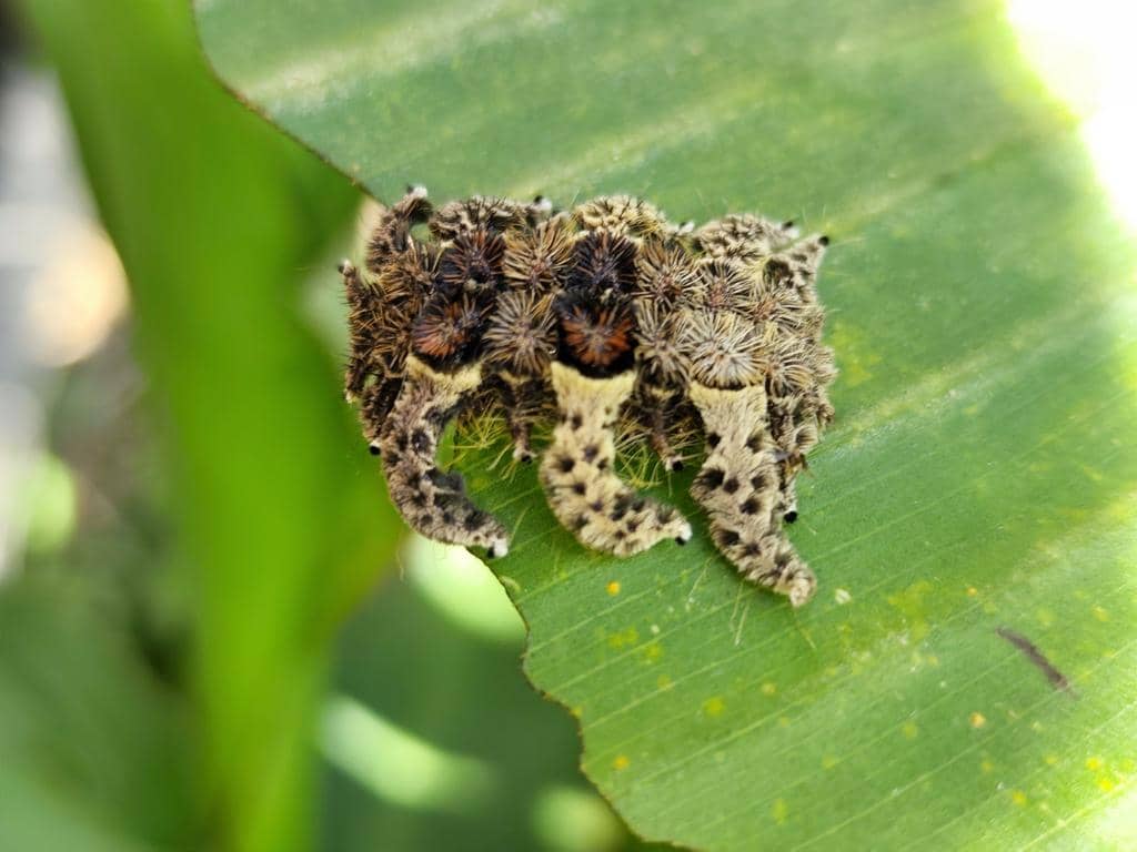 Larva Phobetron hipparchia