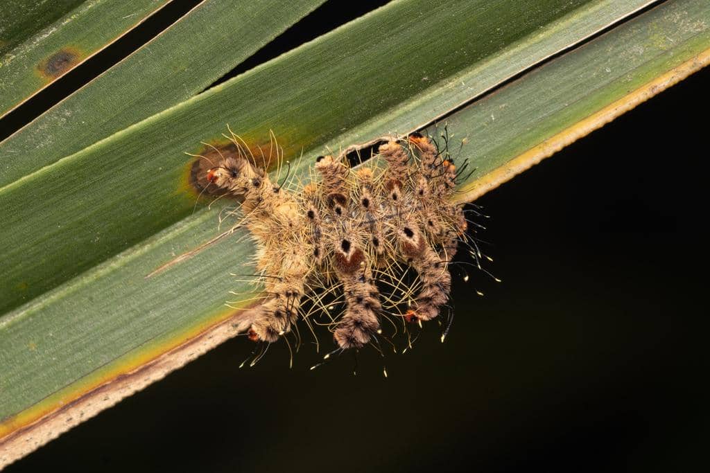 Larva Phobetron hipparchia
