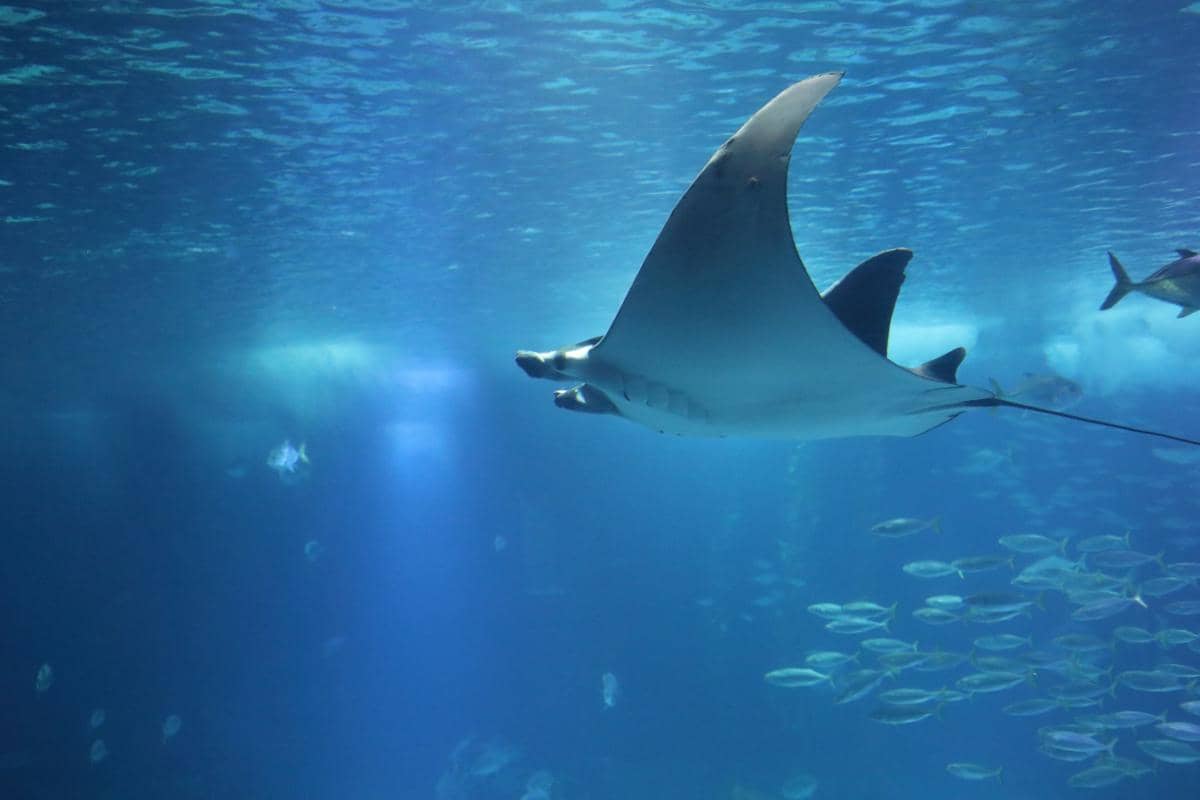 Pari manta