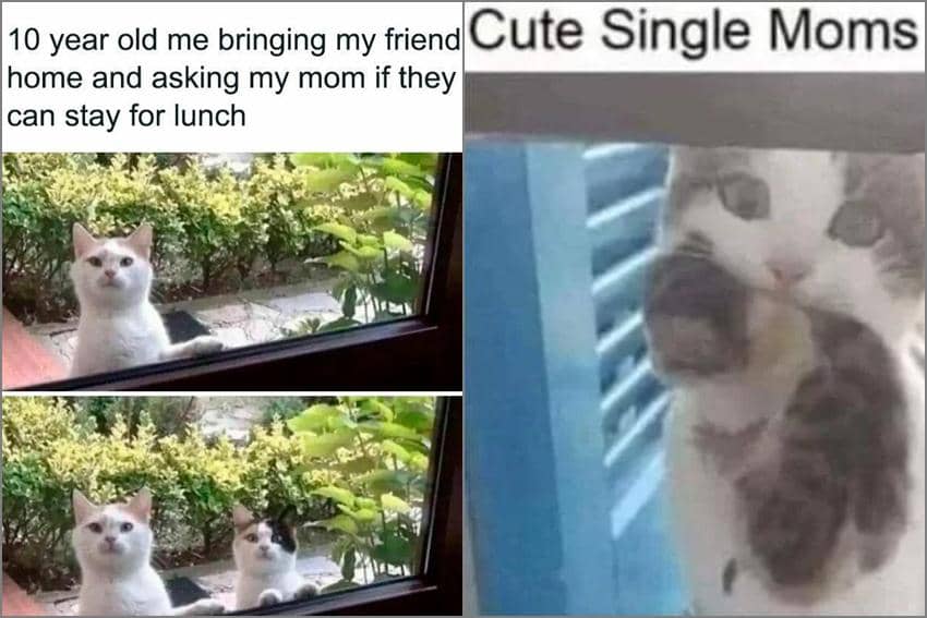 8 Meme Kucing tentang Mama, kok Malah Relate sama Hidup?