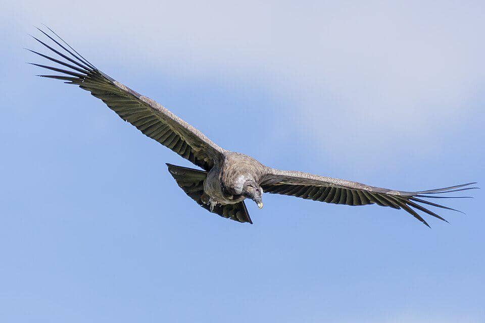 Kondor andes, spesies burung terbang terbesar di Bumi, ternyata hidup di Patagonia.