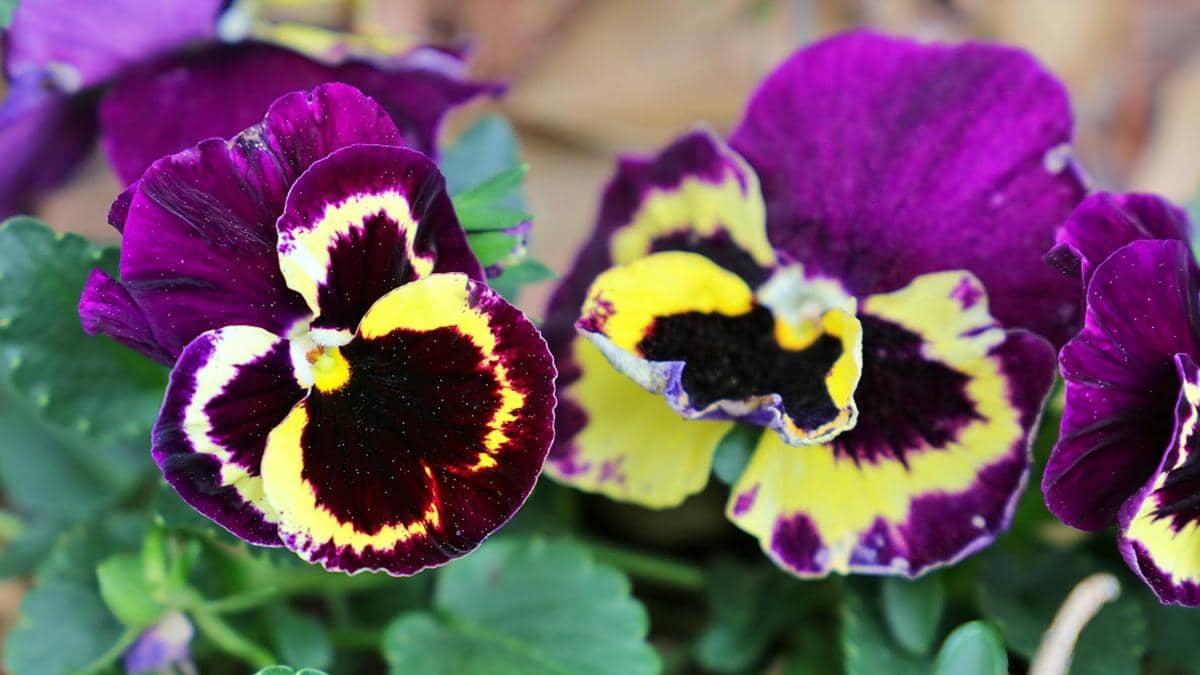 ilustrasi bunga pansy