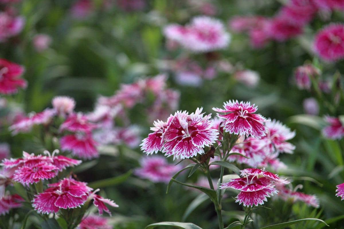 ilustrasi bunga dianthus