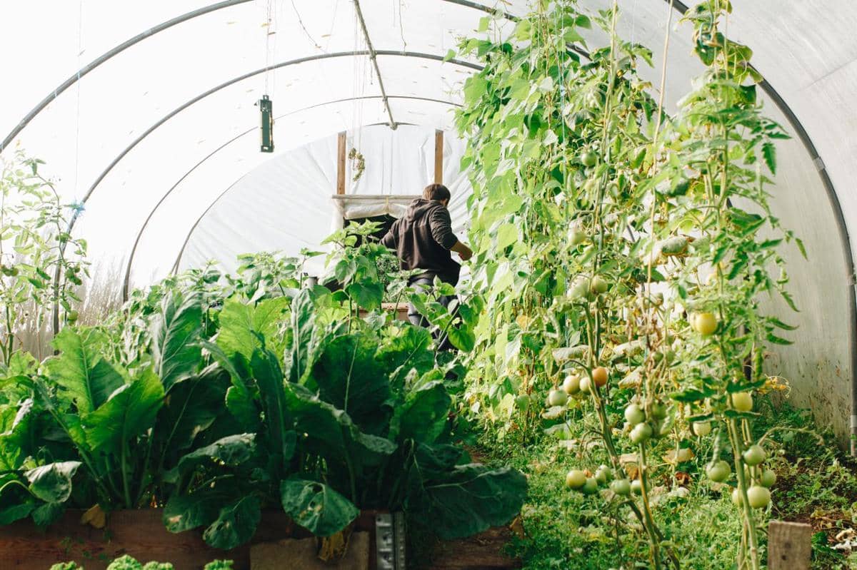 ilustrasi greenhouse