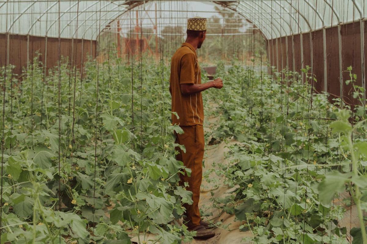 ilustrasi greenhouse