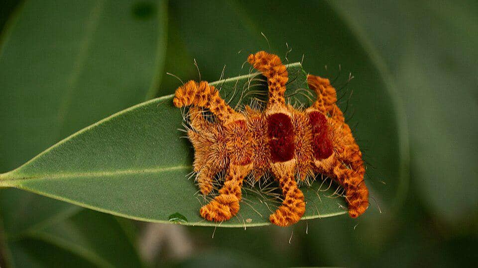 5 Fakta Monkey Slug Moth, Ngengat dengan Larva Berpenampilan Unik