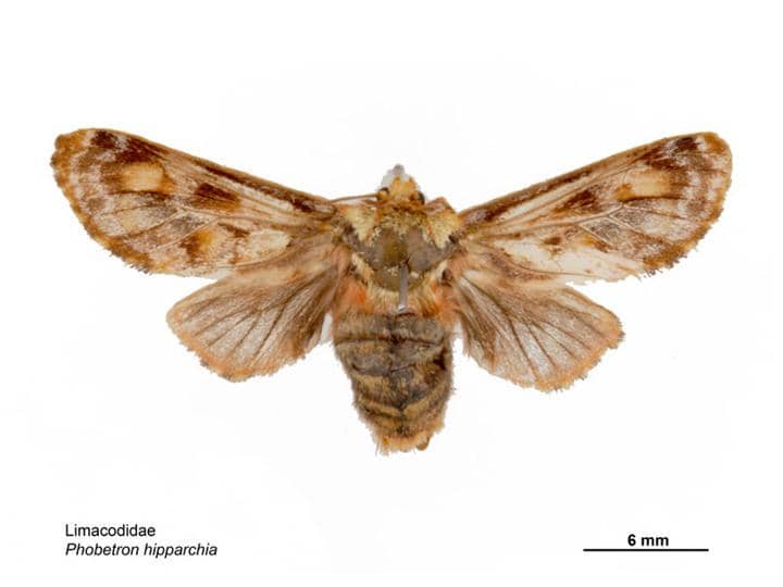 Ngengat Phobetron hipparchia
