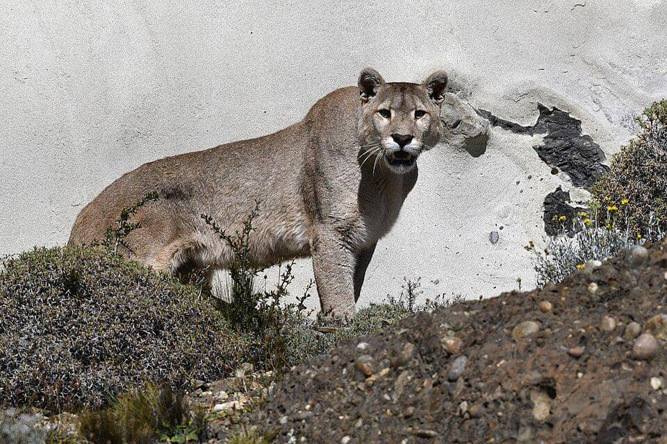puma patagonia yang merupakan subspesies kucing liar di wilayah tersebut