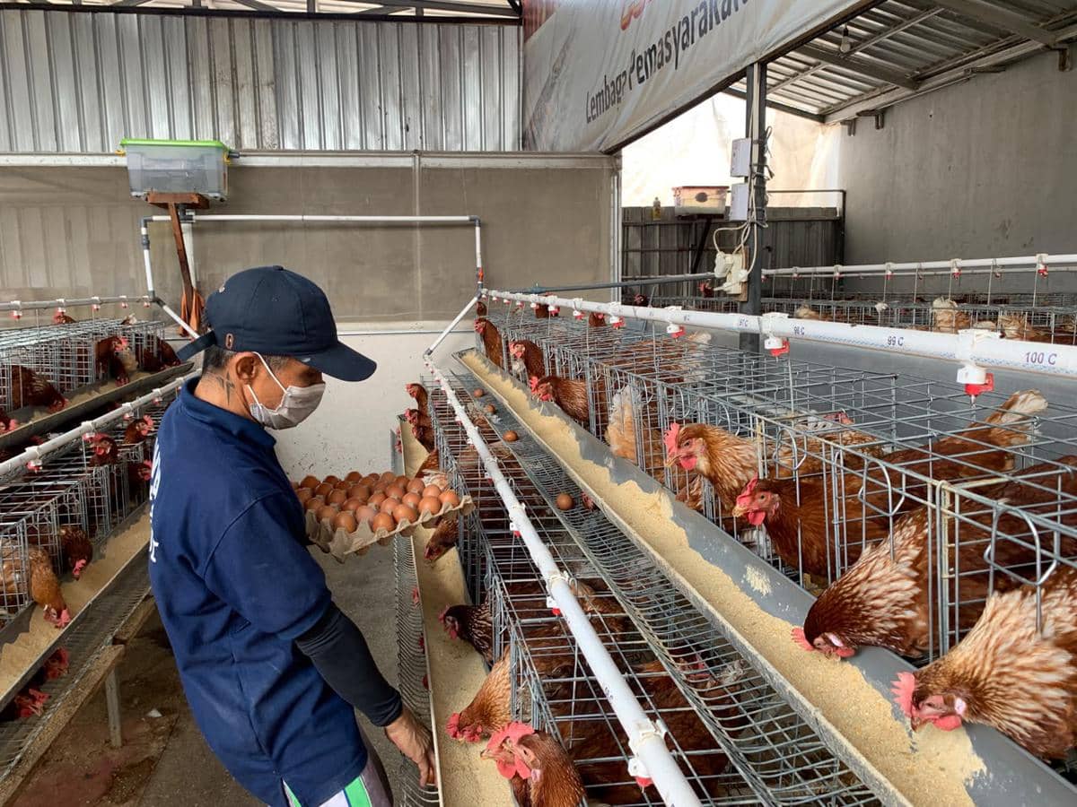 Cerita Bedi, Terpidana Narkoba Telaten Belajar Ternak Ayam di Penjara