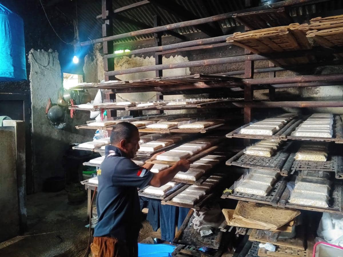 Seorang pria sedang menyusun tempe yang sedang difermentasi di rak kayu dalam ruang produksi usaha tempe di Kota Bogor.