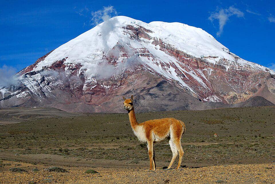 5 Hewan Endemik Wilayah Patagonia, Didominasi Mamalia Lucu!