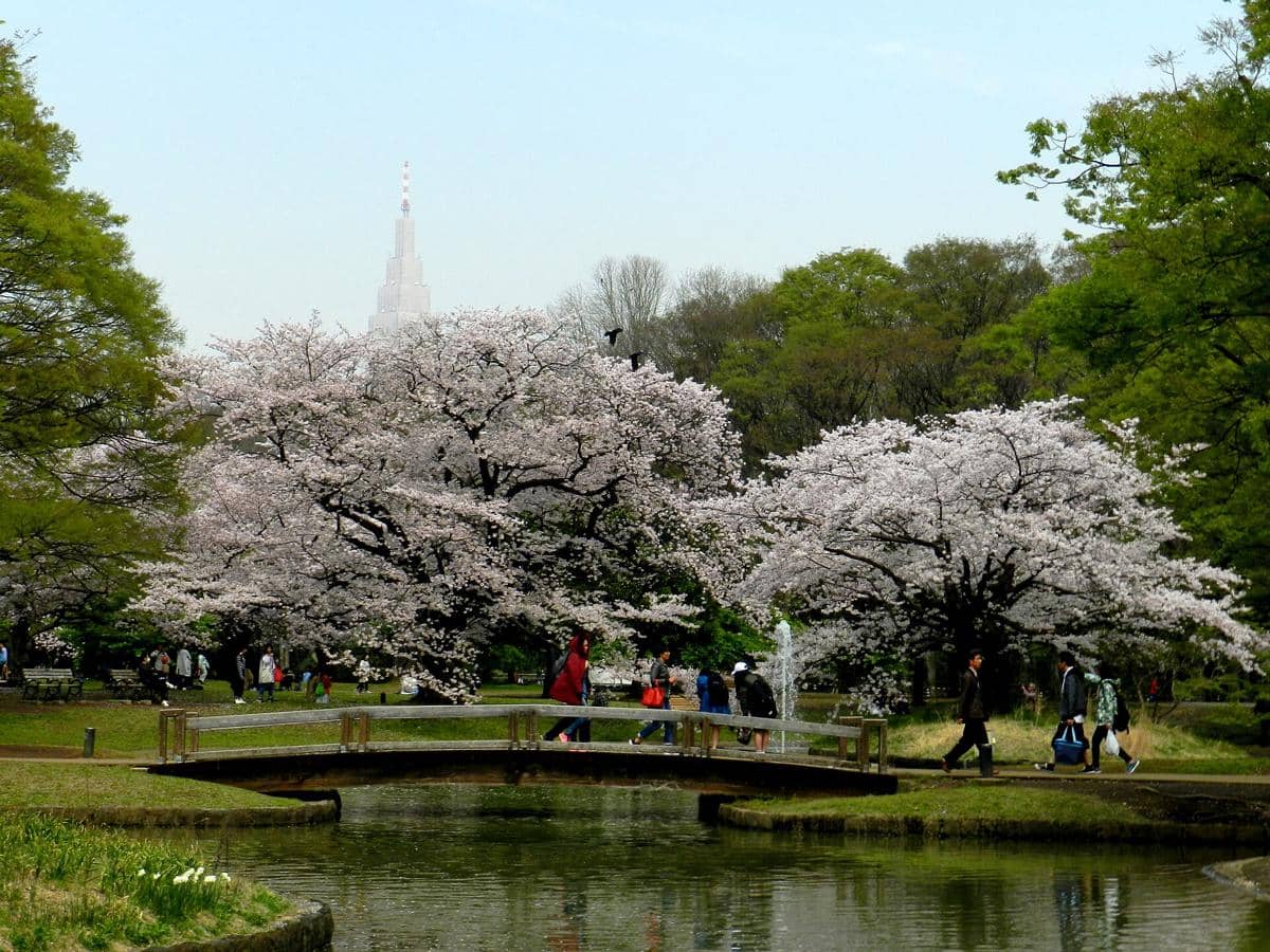 Yoyogi Park di Shibuya, Jepang