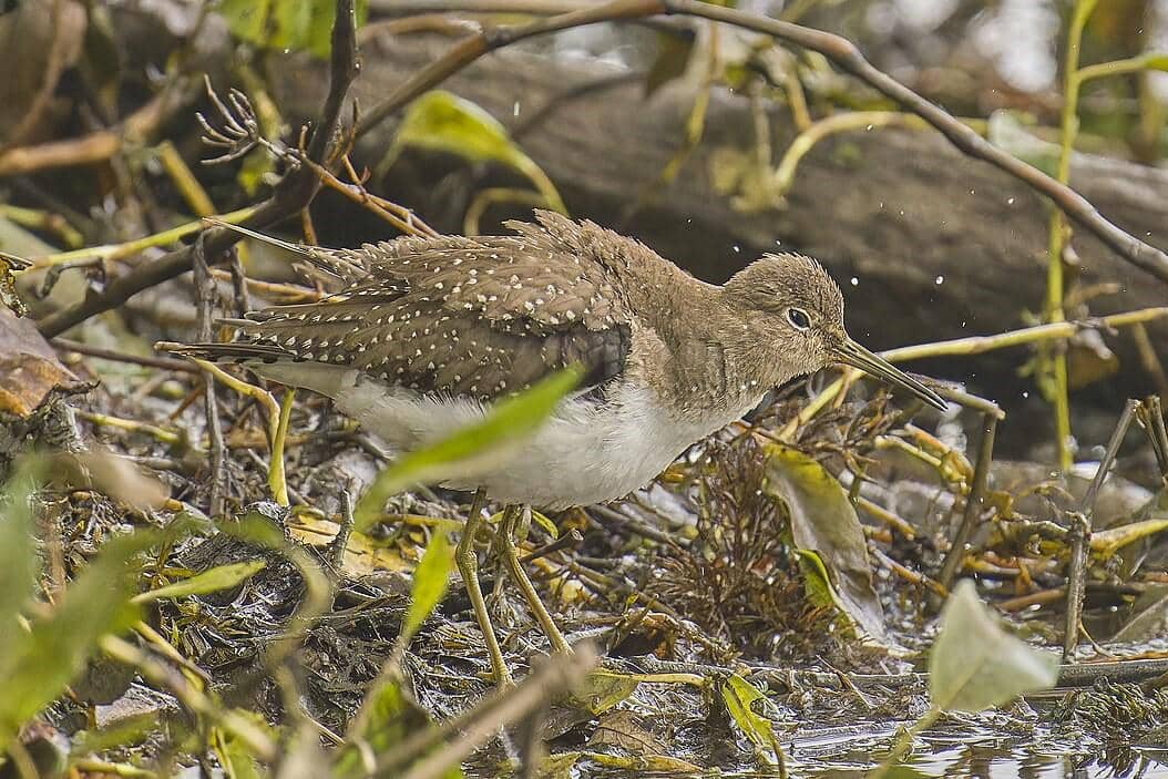 Solitary Sandpiper