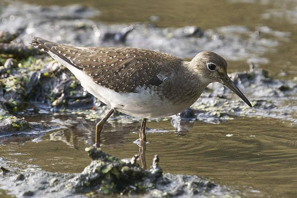 Solitary Sandpiper