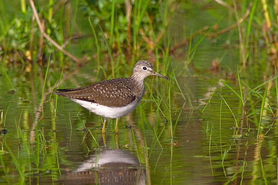 Solitary Sandpiper