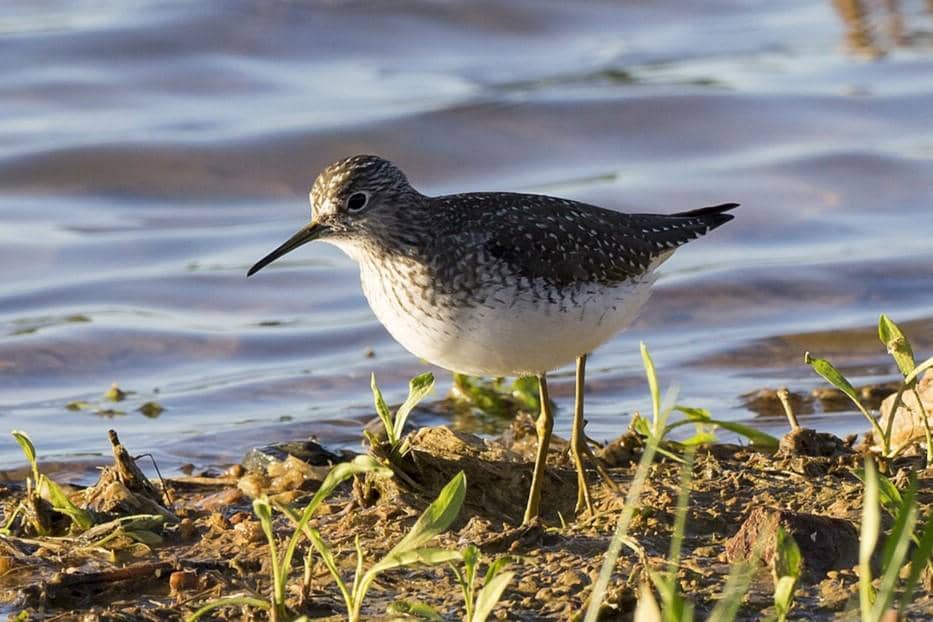 Solitary Sandpiper