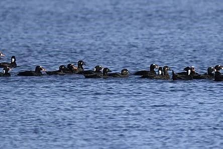 Surf Scoter