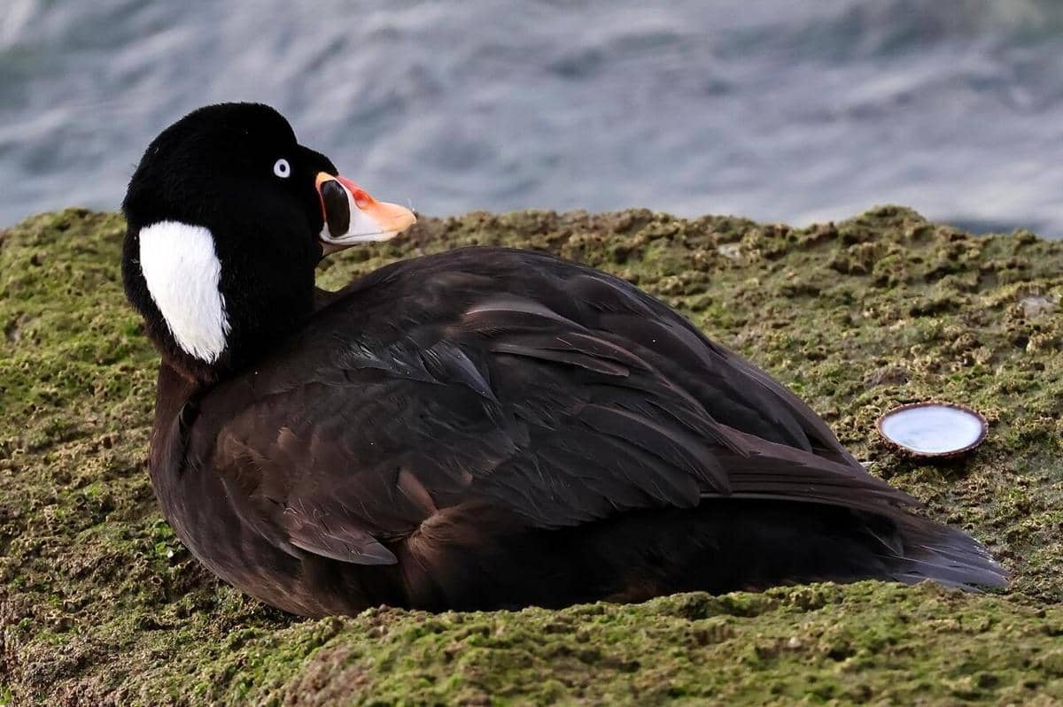 Surf Scoter
