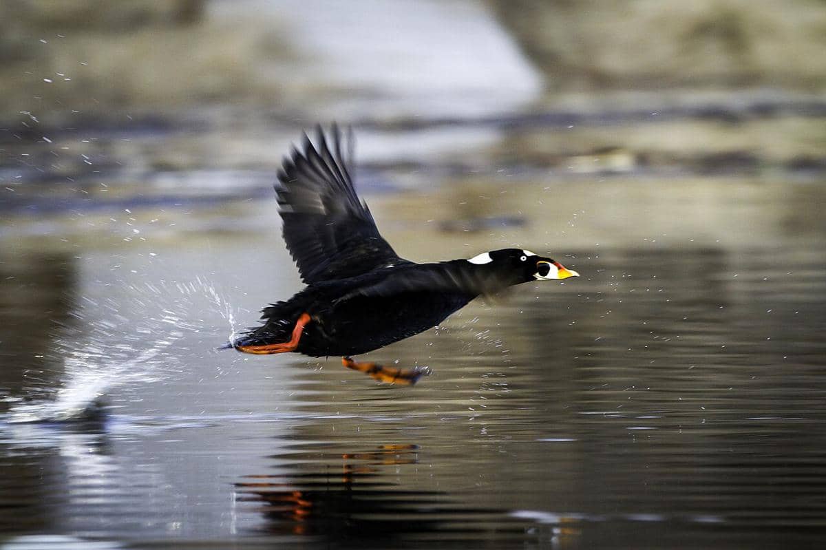 Surf Scoter