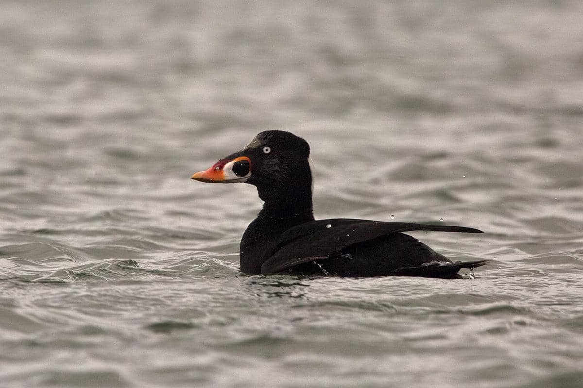 Surf Scoter