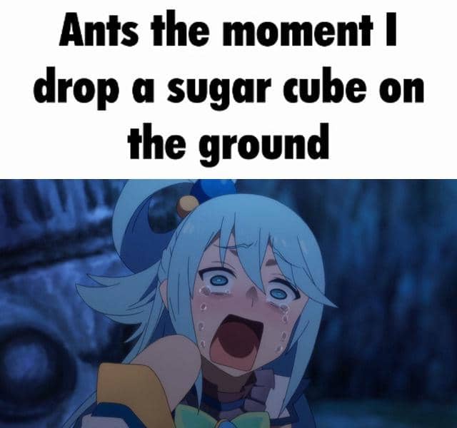 meme anime tentang semut
