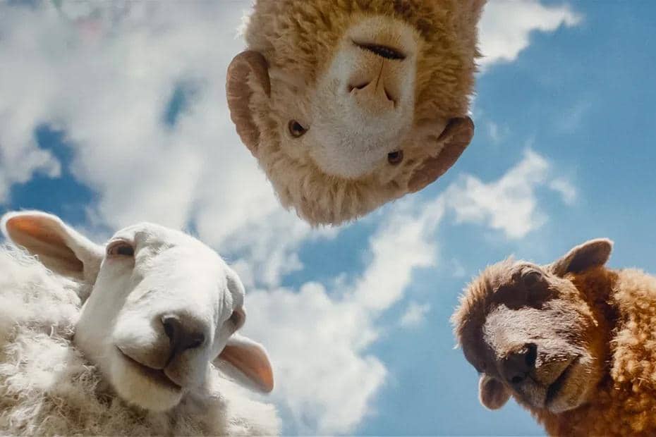 adegan dalam film The Sheep Detectives