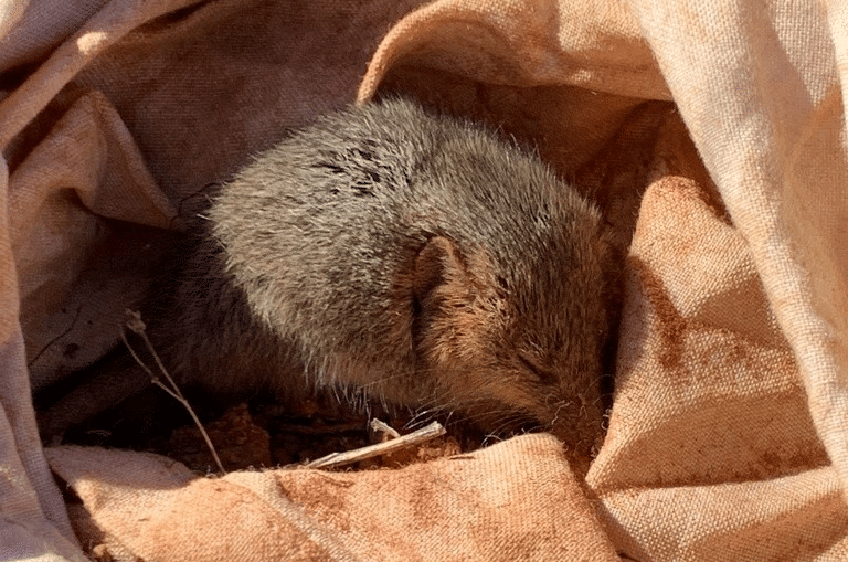 5 Fakta Menarik Wongai Ningaui, Marsupial Kecil Mirip Tikus