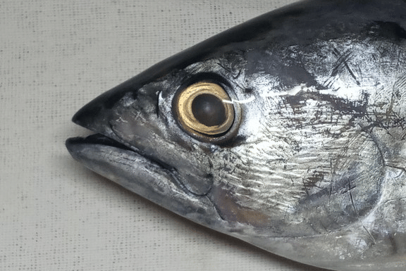 ikan tongkol