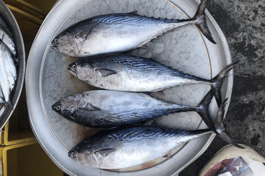 ikan tongkol