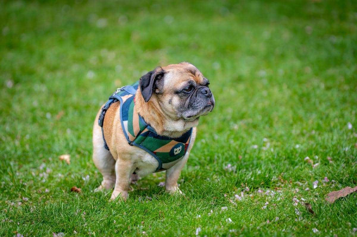 Pug