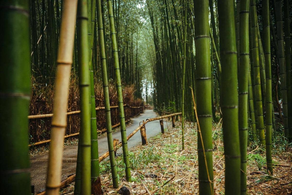 ilustrasi hutan bambu