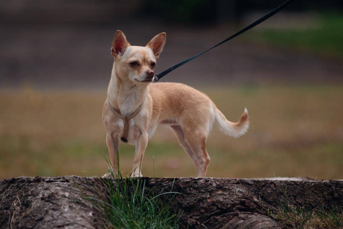 Cihuahua