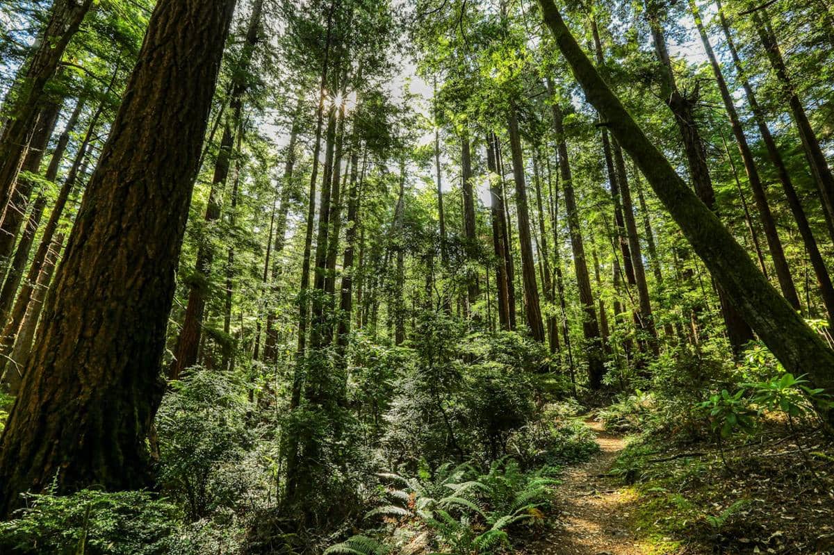 Potret hutan setelah hujan