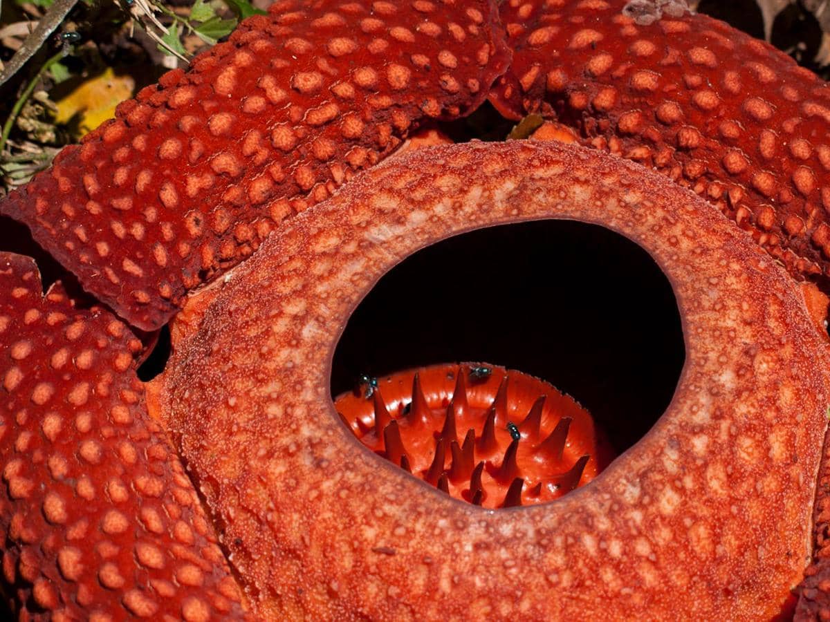 ilustrasi bunga Rafflesia arnoldii