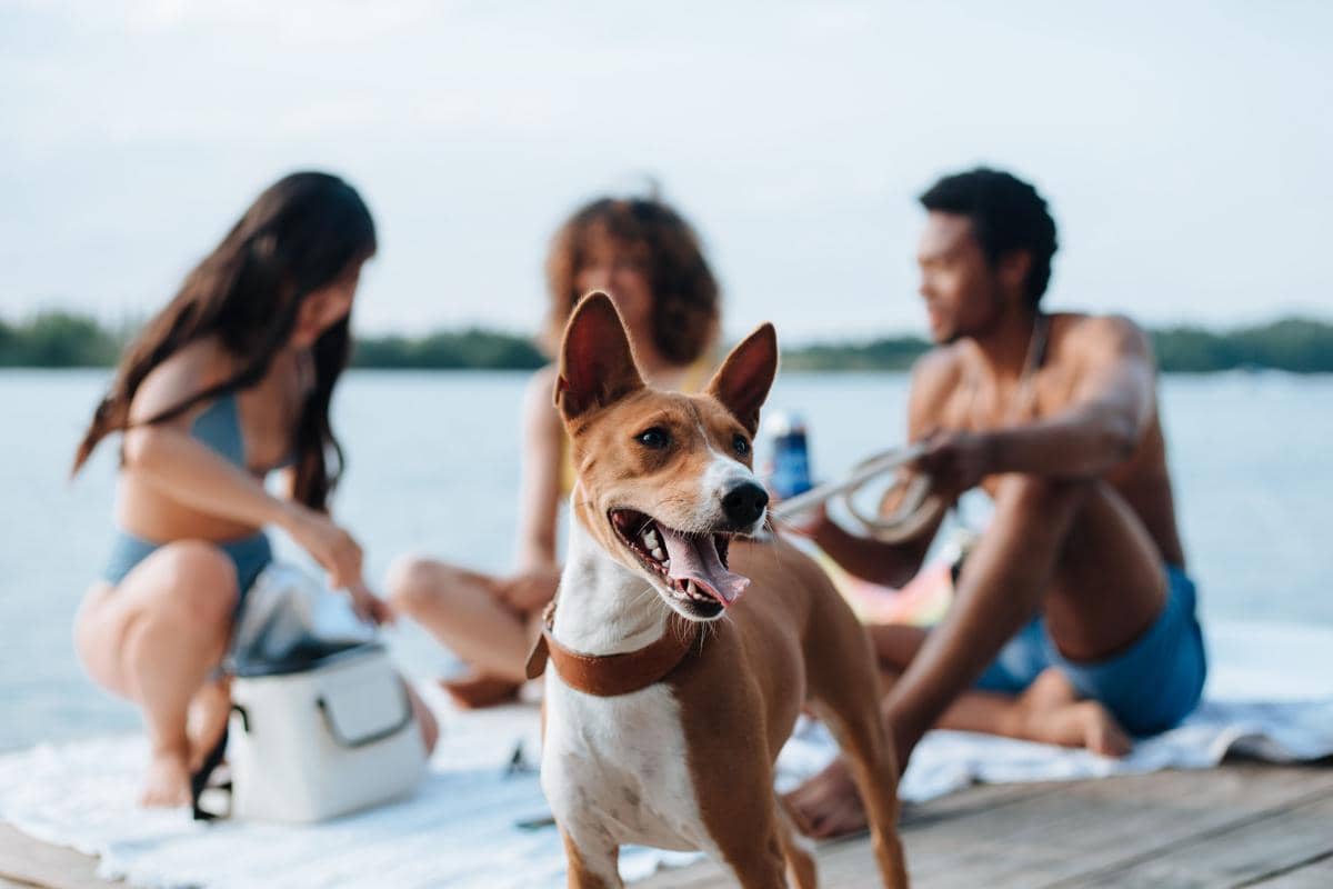 Anjing basenji