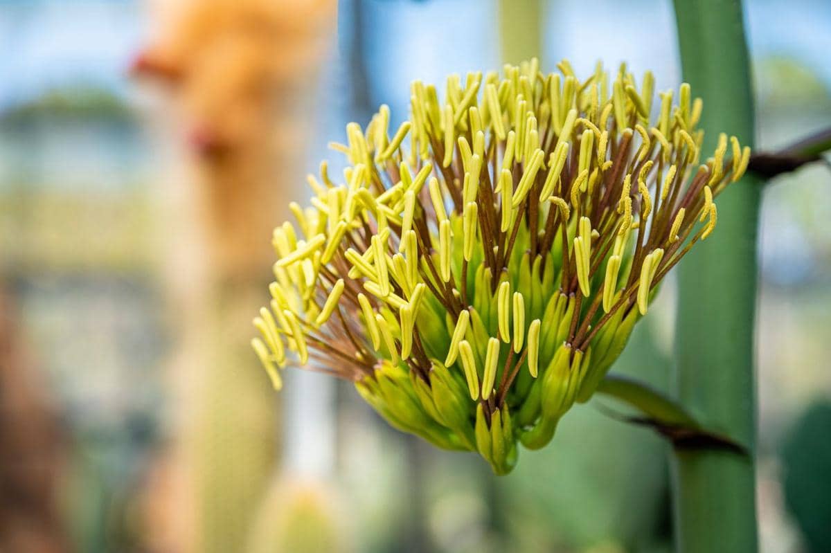 ilustrasi bunga agave