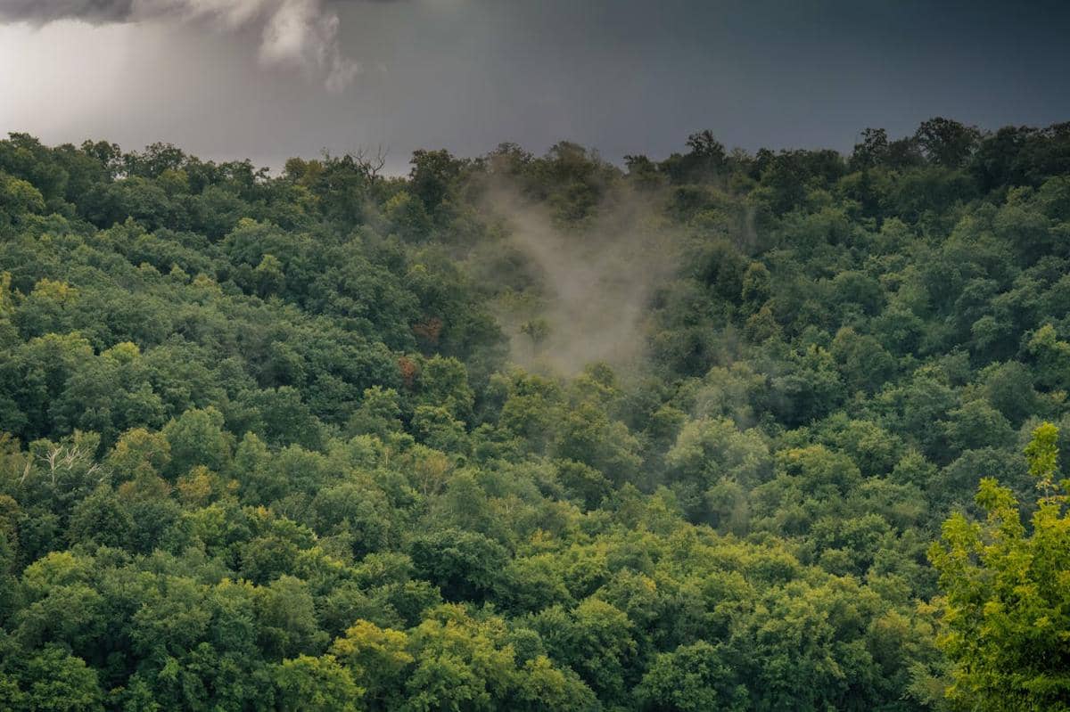 Benarkah Hutan Bisa Membuat Hujan Sendiri? Ini Penjelasannya