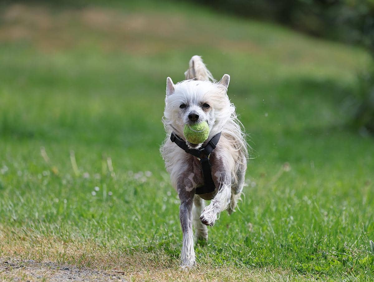 Anjing chinese crested