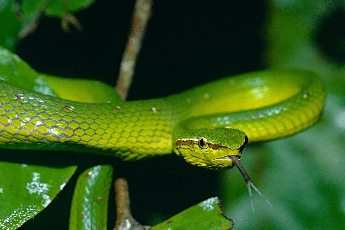 5 Ular Berwarna Hijau dari Filipina, Didominasi Spesies Viper