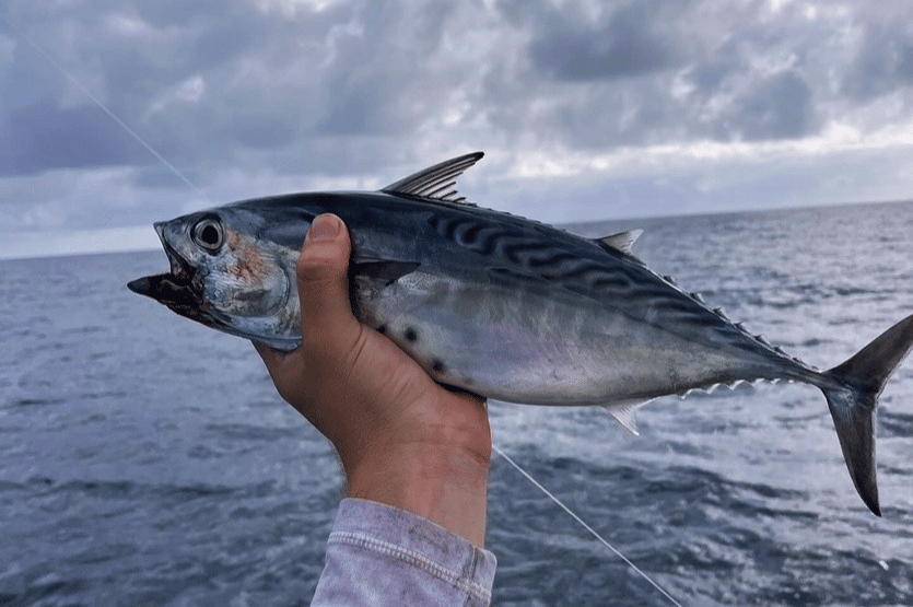 5 Fakta Unik Ikan Tongkol, Spesies Tuna Kecil yang Bergizi