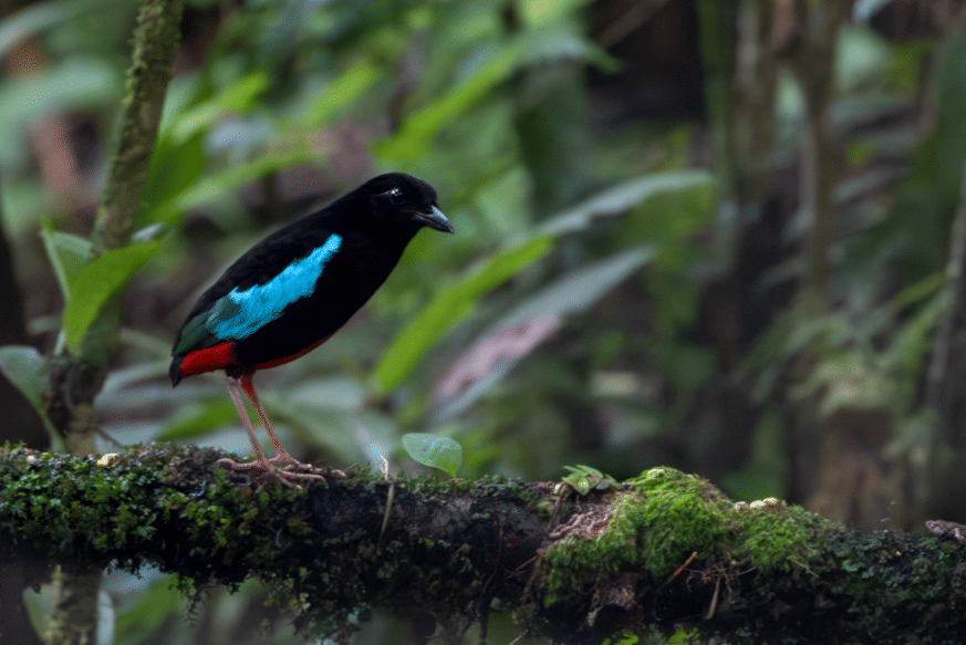 superb pitta
