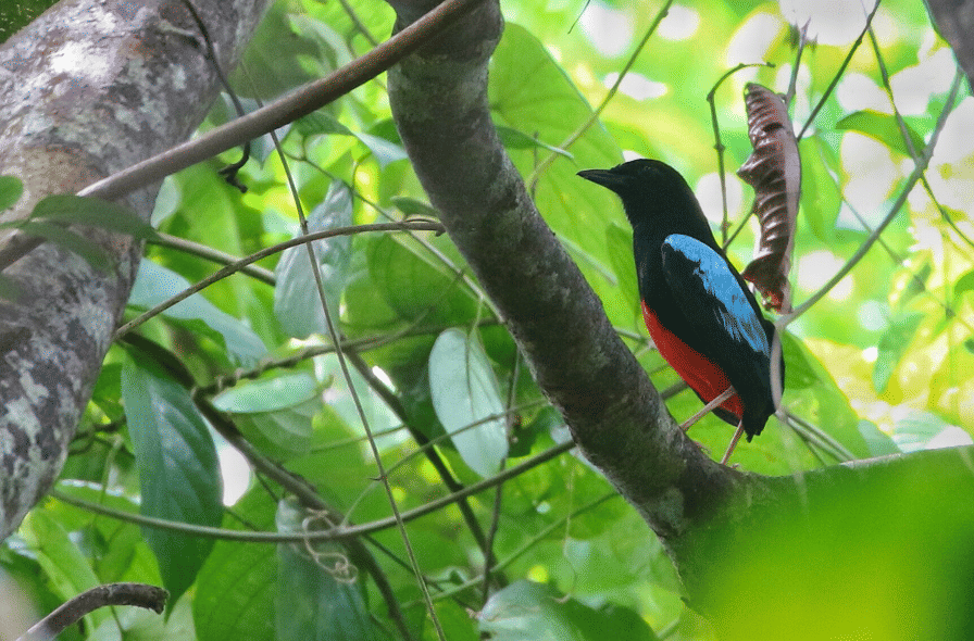 superb pitta