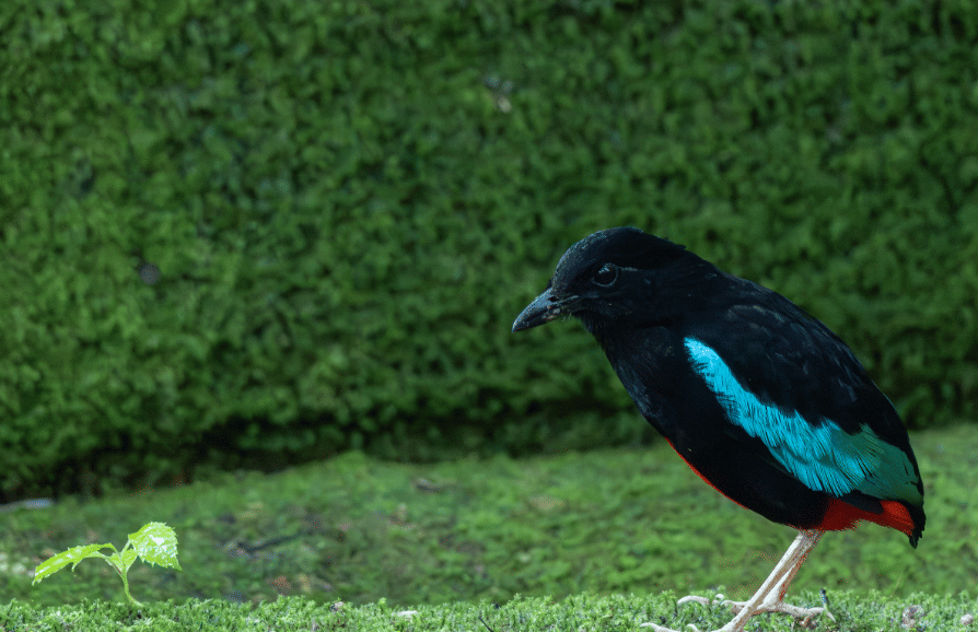 superb pitta
