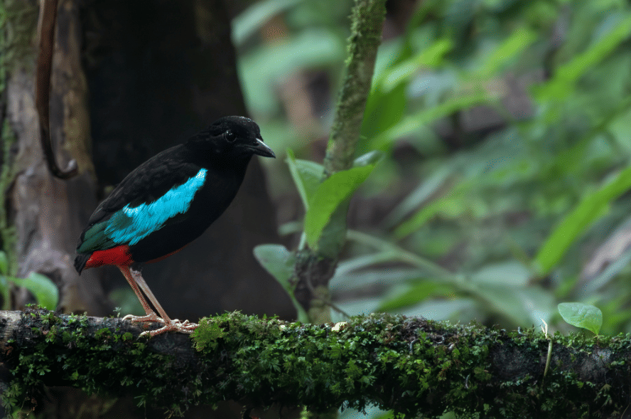 superb pitta