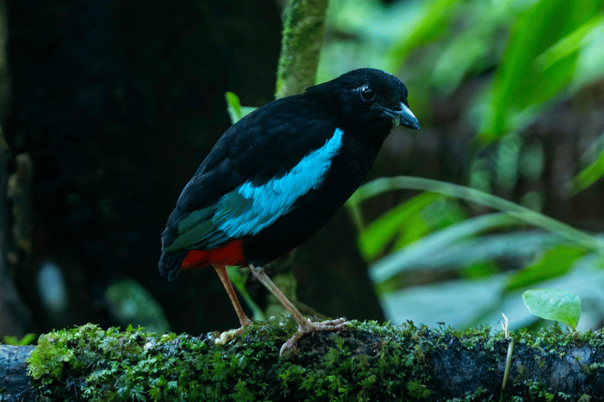 superb pitta
