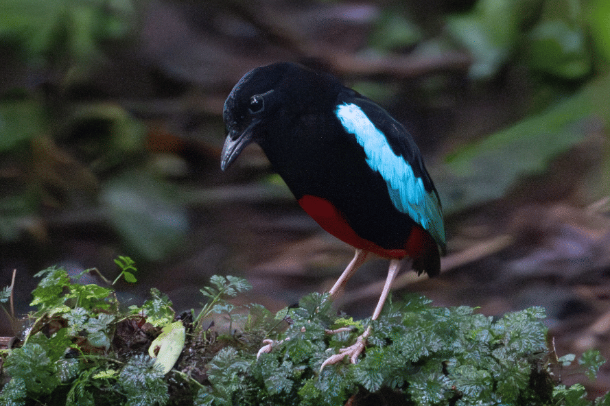 5 Fakta Superb Pitta, Burung Tropis dengan Kombinasi Warna Memikat