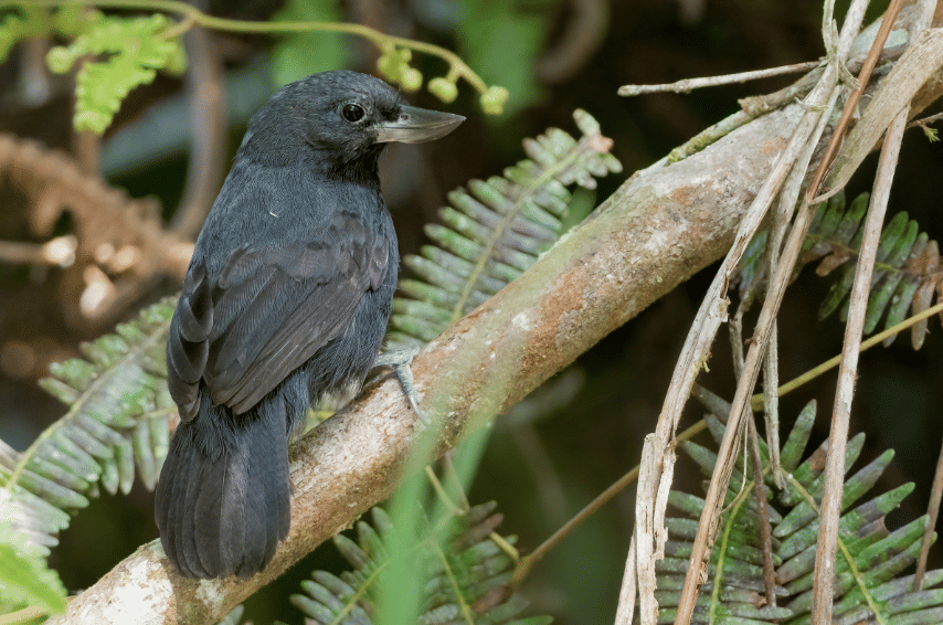 5 Fakta Recurve Billed Bushbird, Burung Langka dengan Paruh Unik